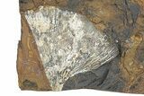 Fossil Ginkgo Leaf From North Dakota - Paleocene #247097-1